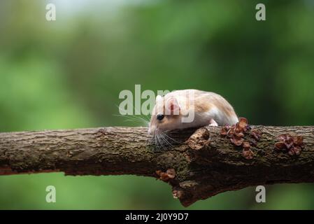 Un rat du désert connu sous le nom de gerbil, à la recherche de nourriture Banque D'Images
