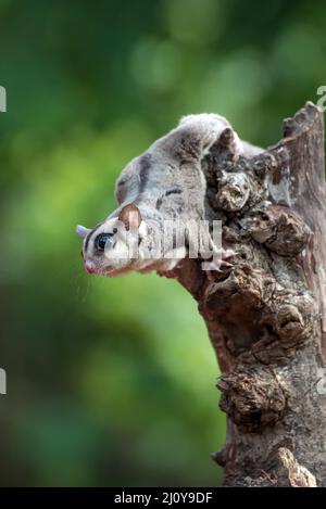 Patin à sucre ( Pesaurus breviceps ) sur une branche d'arbre Banque D'Images