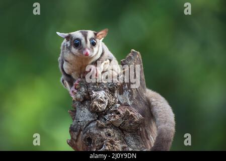 Patin à sucre ( Pesaurus breviceps ) sur une branche d'arbre Banque D'Images