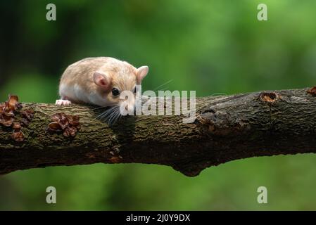 Un rat du désert connu sous le nom de gerbil, à la recherche de nourriture Banque D'Images