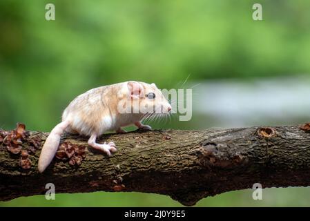 Un rat du désert connu sous le nom de gerbil, à la recherche de nourriture Banque D'Images