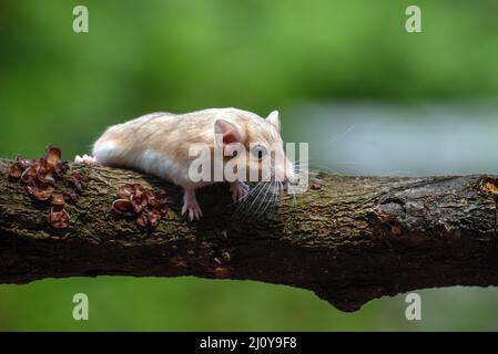 Un rat du désert connu sous le nom de gerbil, à la recherche de nourriture Banque D'Images