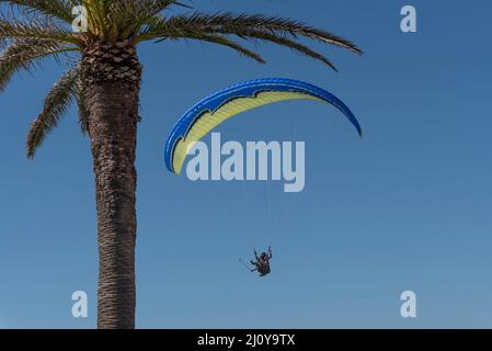 Cape Town, Afrique du Sud. 2022. Suspendez le pilote de planeur et le passager en prenant des photos de selfie encadrées par un palmier. Banque D'Images