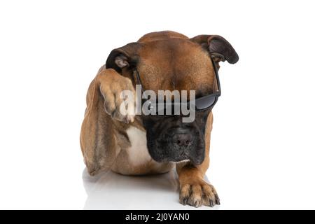 cool boxer chien avec des lunettes de soleil sur fond blanc en studio Banque D'Images