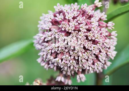 Résumé de la plante indigène le milkweed commun, également connu sous le nom de millepertuis, fleur de papillon ou Silkweed de Virginie. Une fleur critique à la survit Banque D'Images