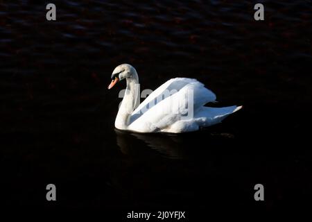 Cygne solitaire nageant dans une rivière en hiver matin soleil Banque D'Images