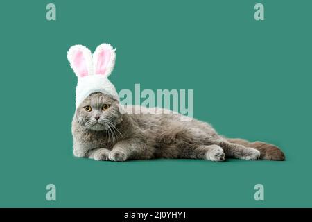 Joli chat écossais pliant dans des oreilles de lapin sur fond vert Banque D'Images