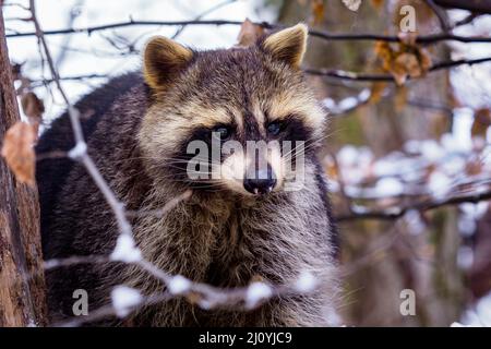 Raton laveur (Procyon lotor) en hiver. Également connu sous le nom de raton laveur nord-américain. Banque D'Images