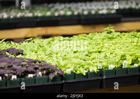 Résumé des vignes patates douces pourpres et vertes qui poussent en pots dans une pépinière. Les plantes de chartreuse ont des bordures rouges à leurs feuilles. Mise au point sélective Banque D'Images