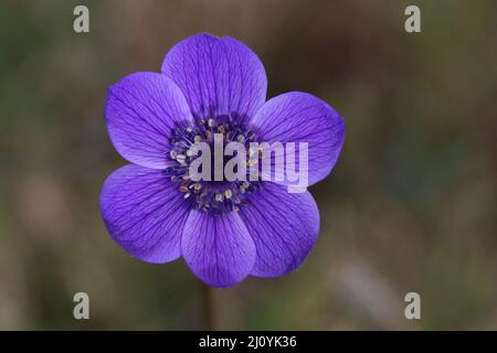 fleur d'anémone (anémone coronaria) au printemps. Photo macro d'une fleur sauvage violette Anemone coronaria en pleine floraison Banque D'Images