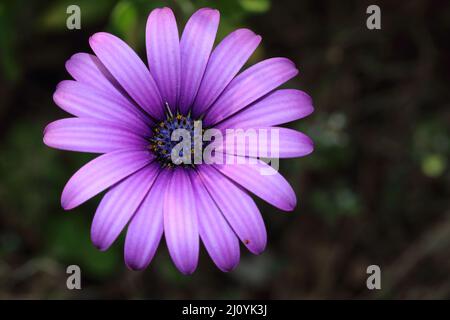 Vue de dessus de Rose Dimorphotheca ecklonis, également connu sous le nom de Cap marguerite Banque D'Images