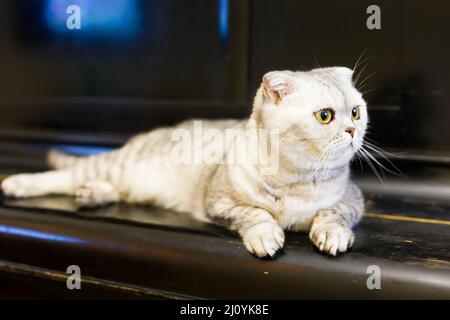 Chat gris allongé sur un panneau noir en bois de vieux piano Banque D'Images