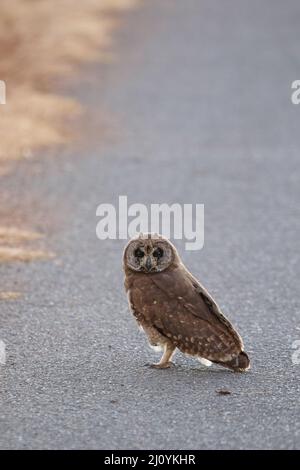 Marsh Owl, parc national Kruger Banque D'Images