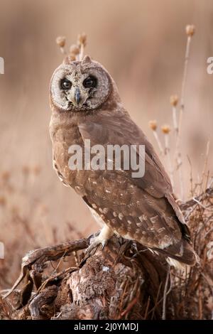 Marsh Owl, parc national Kruger Banque D'Images