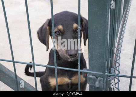 Une jolie clôture pour chiens attend d'être adoptée. Photo de haute qualité Banque D'Images