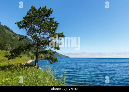 Pins isolés sur la rive du lac Baikal.Jour d'été.Paysage. Banque D'Images