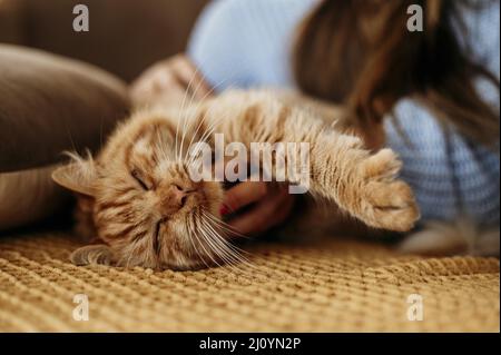 Le propriétaire petting adorable chat. Photo de haute qualité Banque D'Images