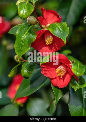 Gros plan des fleurs rouges Camellia Japonica ‚Ashiya à Landschloss Zuschendorf, Saxe, Allemagne Banque D'Images