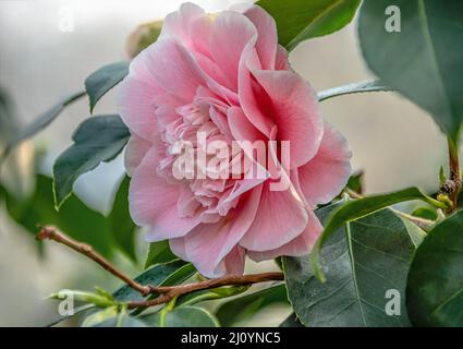 Gros plan de fleurs de Camellia Japonica, Bernhard Lauterbach à Landschloss Zuschendorf, Saxe, Allemagne Banque D'Images