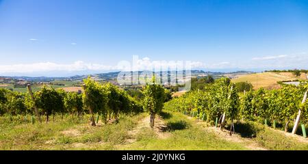 Vignoble Barbera dans la région Piémont, Italie. Paysage de campagne dans la région de Langhe Banque D'Images