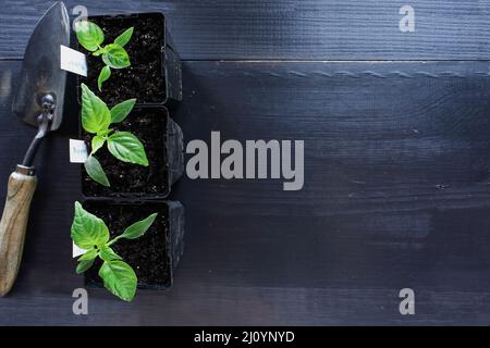 Jeunes plants de poivre en pots de plantules en plastique noir sur une table rustique en bois avec pelle à main. Image prise par le haut dans la vue du dessus de la table de la table de la table de la table de Banque D'Images