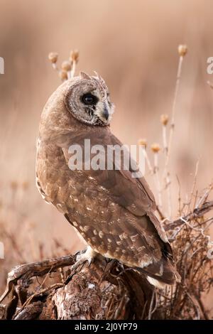 Marsh Owl, parc national Kruger Banque D'Images