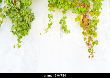 Feuilles vert et rouge de raisins sauvages sur un mur blanc plâtrés. Banque D'Images