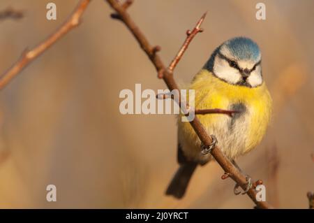 Bluetit (Cyanistes caeruleus) perché sur une branche d'arbre, Pembrokeshire, pays de Galles, Royaume-Uni Banque D'Images