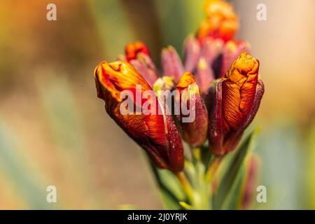 Erysimum - Wallflower Fire King prêt à éclater en couleur le jour du printemps Banque D'Images