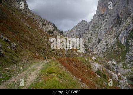 Femme avec une veste jaune et un chien marchant sur le sentier Ruta del Cares dans le parc national de Picos de Europa, Espagne Banque D'Images