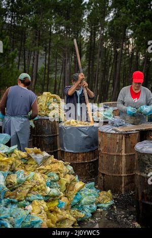 Travailleurs traditionnels stockant la résine des arbres dans des sacs colorés Banque D'Images