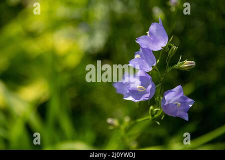 Fleur bleu (Campanula) sur fond vert flou avec bokeh. Plante en forme de cloche bleu vivace. Mise au point sélective, gros plan. Banque D'Images