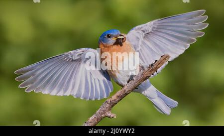 Un Bluebird de l'est capturé alors qu'il atterrissait dans une branche. Banque D'Images