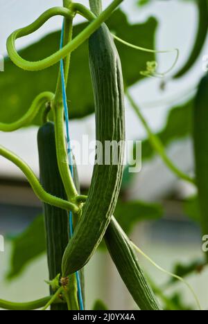 Concombres mûrs verts frais sur une plante d'escalade en culture biologique en Suède en été. Banque D'Images