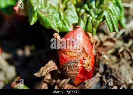 Plante de rhubarbe avec bouton rouge dans le potager en Suède au printemps. Banque D'Images