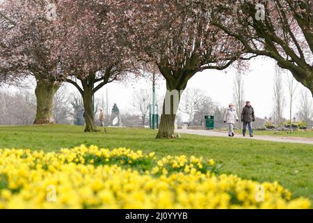 Les gens marchent à côté de jonquilles et de fleurs de cerisier dans le parc War Memorial Park à Coventry. Date de la photo: Lundi 21 mars 2022. Banque D'Images