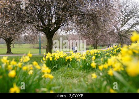Les gens marchent à côté de jonquilles et de fleurs de cerisier dans le parc War Memorial Park à Coventry. Date de la photo: Lundi 21 mars 2022. Banque D'Images