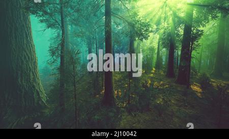 Brouillard matinal dans la forêt de séquoias géants Banque D'Images