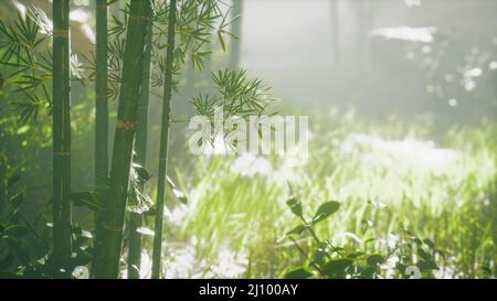 Les troncs de bambou et la lumière du soleil brille à travers les murs de la plante et le brouillard Banque D'Images