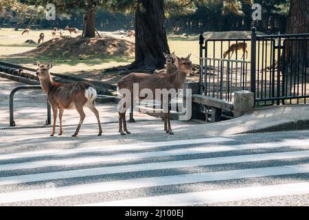 Cerf au parc Nara à Nara, Japon Banque D'Images