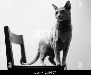 Prise de vue en niveaux de gris d'un adorable chat bleu russe sur une chaise Banque D'Images
