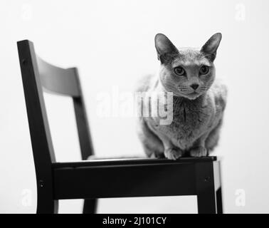 Photo en niveaux de gris d'un adorable chat bleu russe assis sur une chaise Banque D'Images