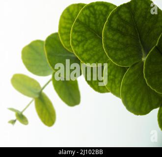 Gros plan sur les feuilles vertes rondes Banque D'Images