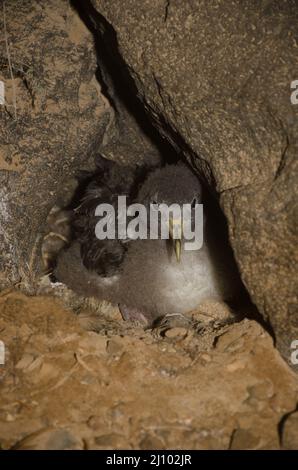 La chienne de Cory Calonectris borealis poussait dans son nid. Montana Clara. Réserve naturelle intégrale de Los Islotes. Îles Canaries. Espagne. Banque D'Images