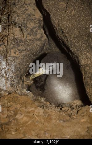 La chienne de Cory Calonectris borealis poussait dans son nid. Montana Clara. Réserve naturelle intégrale de Los Islotes. Îles Canaries. Espagne. Banque D'Images