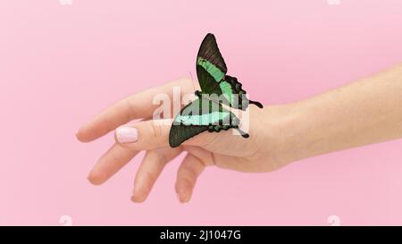 Gros plan papillon main assise Banque D'Images