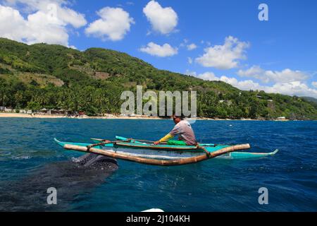 Fischerman nourrissant un requin baleine avec du krill Banque D'Images
