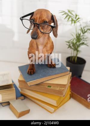 Chien mignon avec lunettes livres assis Banque D'Images