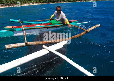 Fischerman nourrissant un requin baleine avec du krill Banque D'Images