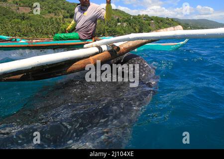 Fischerman nourrissant un requin baleine avec du krill Banque D'Images